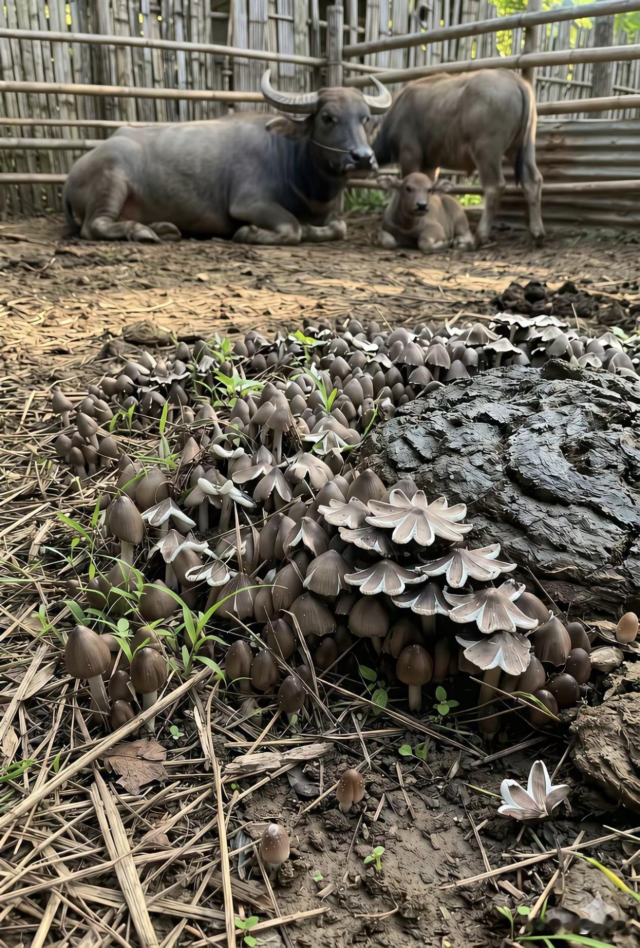 这些菌菇能拿去卖吗