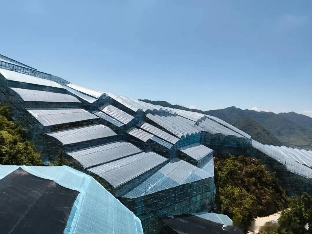 台州三门小杨梅化身村民致富黄金果三门小小杨梅品质优良，因地制宜发展特色林果产业，