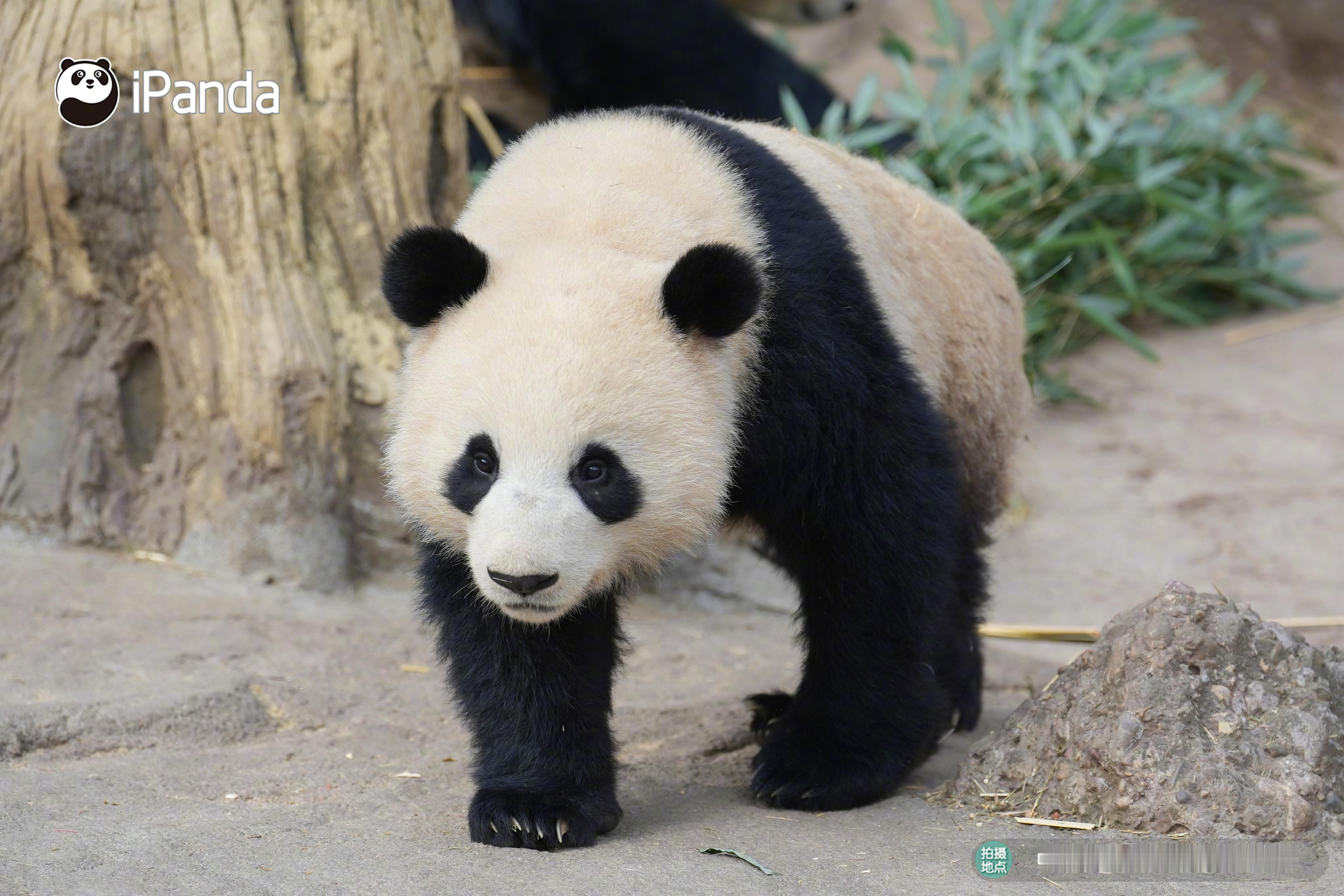 人，请允许我一步一步走进你的心窝哦～大熊猫傲客 熊猫趣图