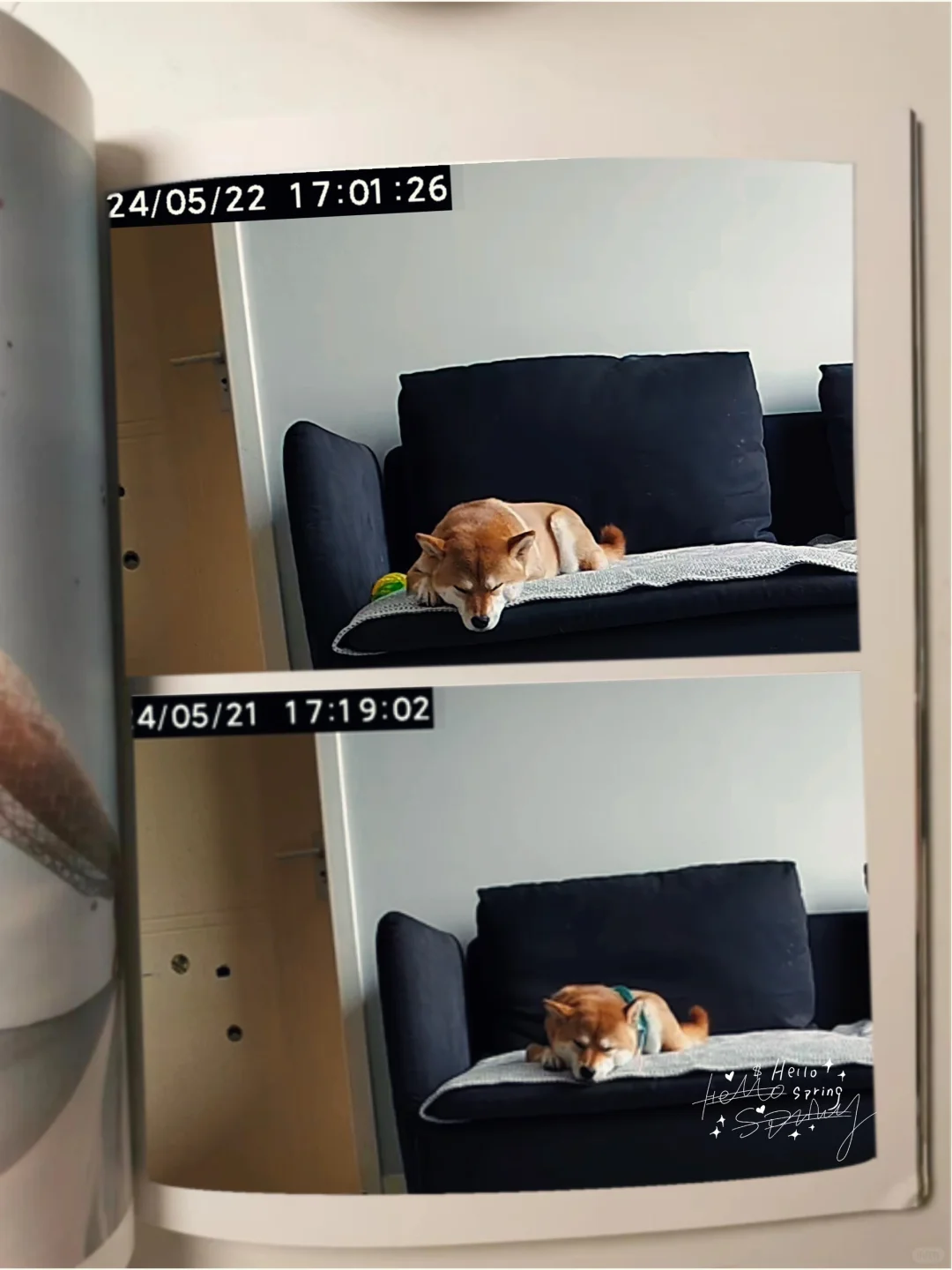 谁懂每天五点监控下的小狗