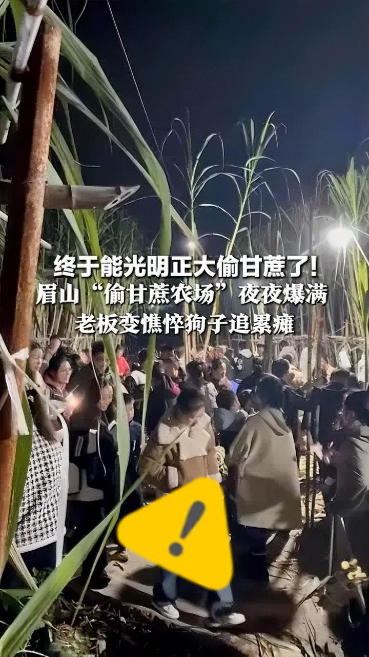 谁能想到，一根甘蔗居然炸穿了社交圈！眉山农户童鹏飞的“偷甘蔗”玩法，硬生生把农田