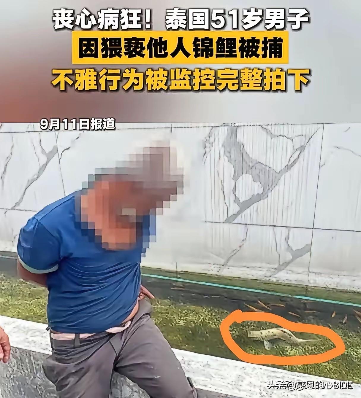 丧心病狂，这个泰国人真的可恶。
欺负锦鲤没有锋利的牙齿，

这个可恶的男人，
他