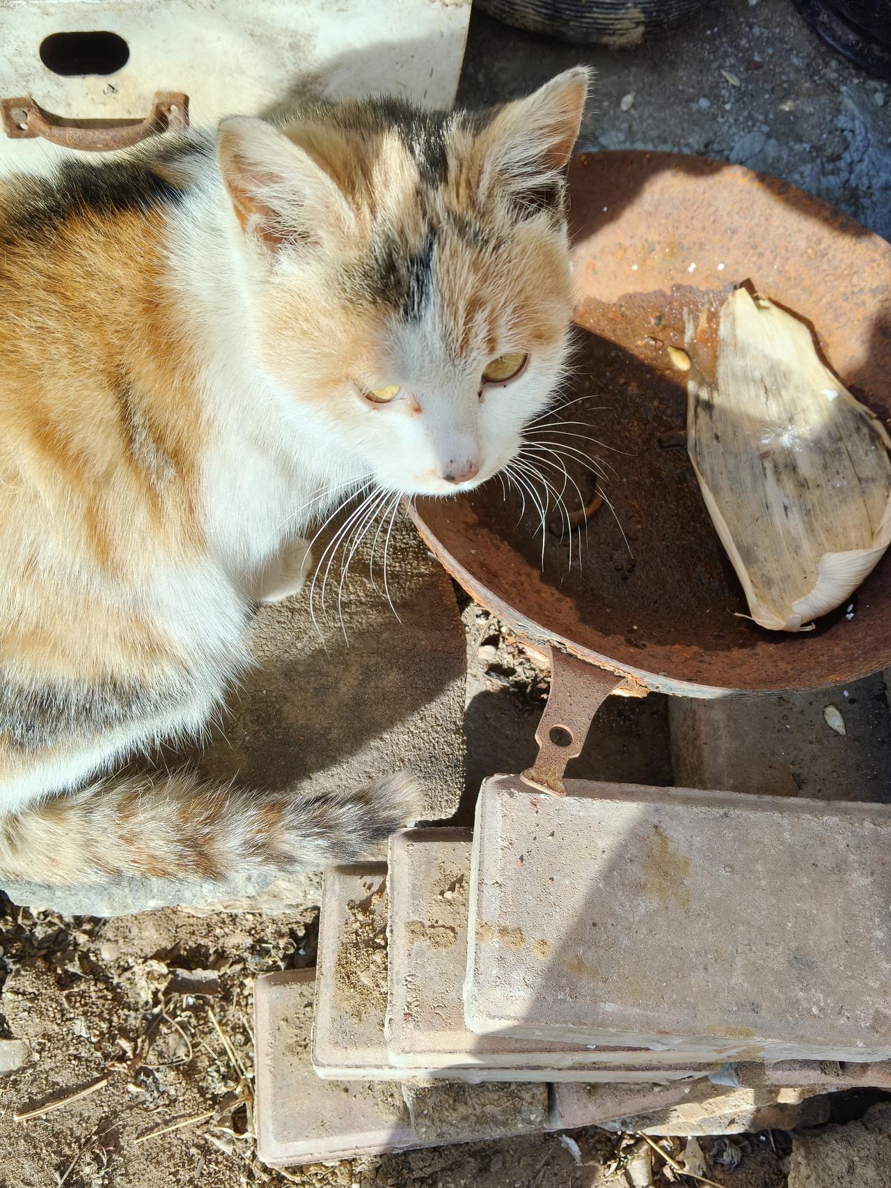 戴万龄毁家纾难

九一八事变后，吉林敦化的大户戴万龄率领全家抗日。其实他大可不必