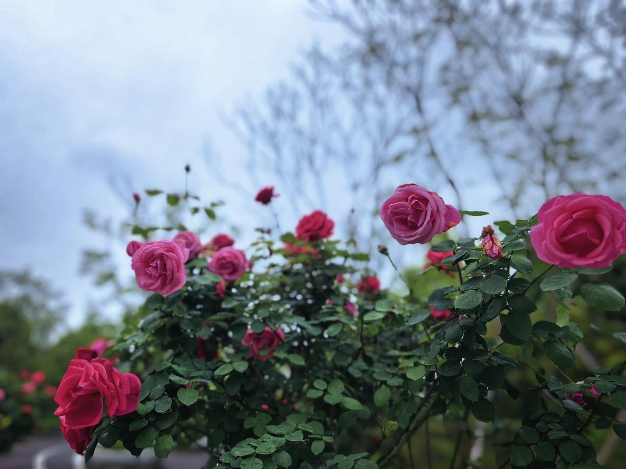 清明时节雨纷纷，最是应景入心。前日还是暖阳晴好，到了五号正清明，细雨便如约而至。