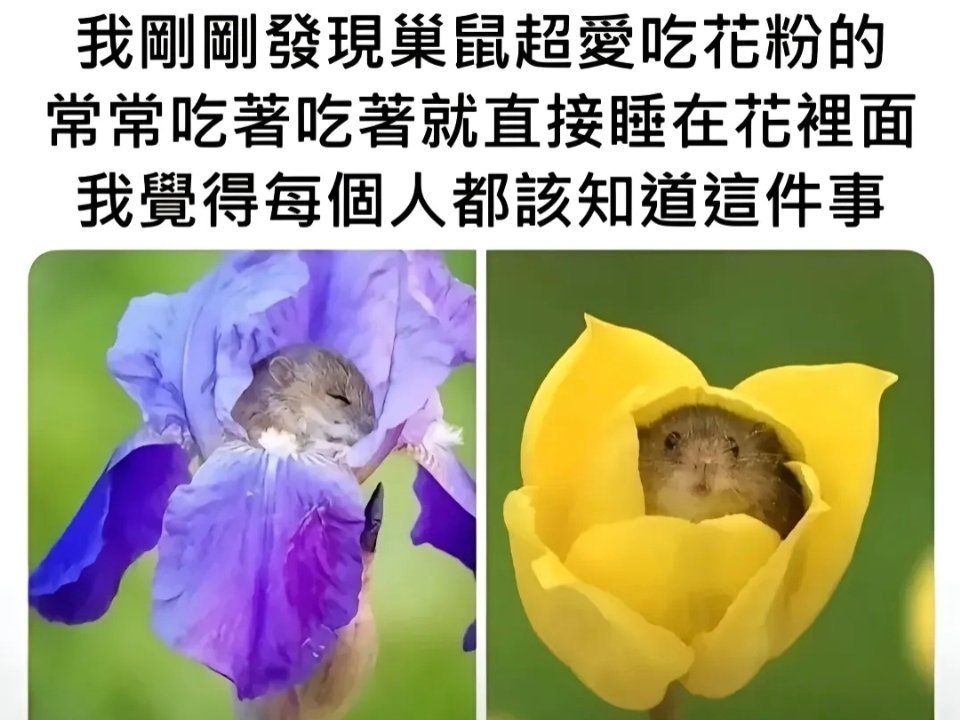 防止你不知道🐭🌼meme ​​​