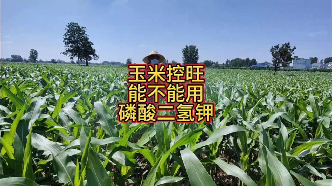 🍚玉米控旺能用磷酸二氢钾吗？🌽玉米长得太高容易倒伏，所以很多人会用磷酸二氢钾