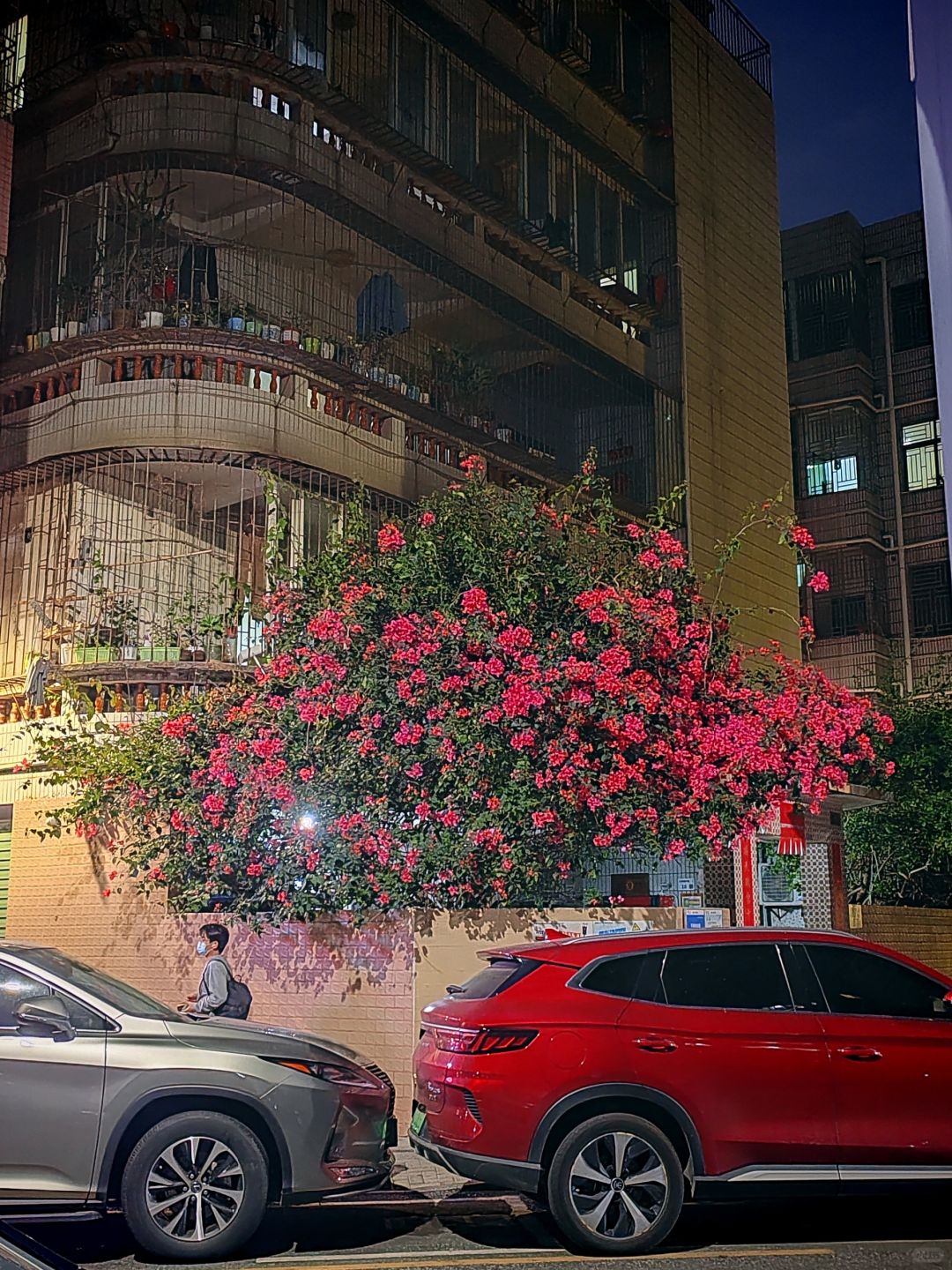 不敢相信在这个大城市有这样的个一楼开满花🌸的小院子有多爽[哇][哇][哇]