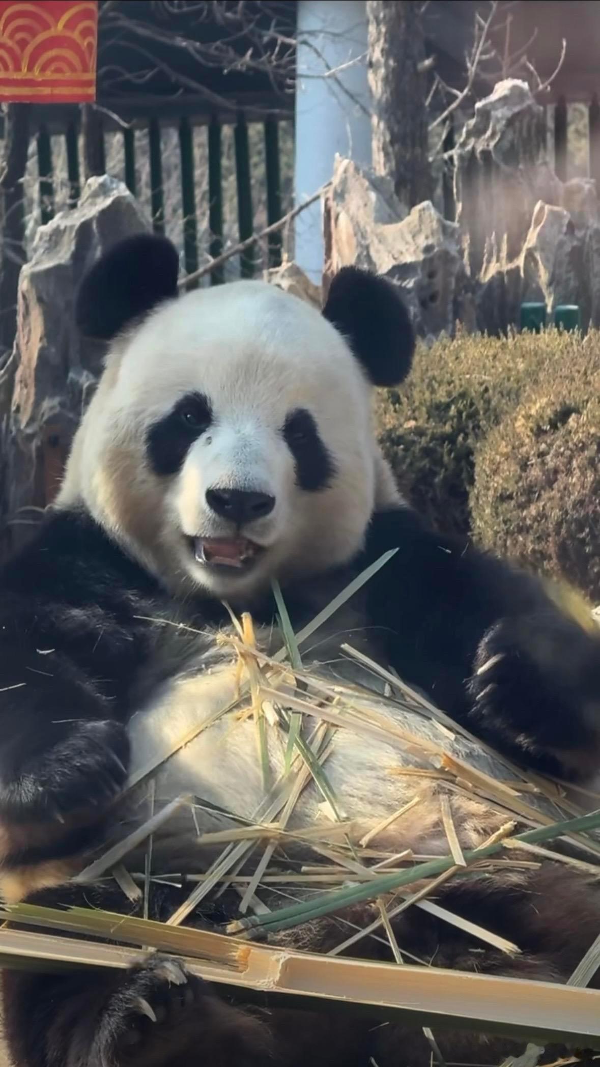 飞云笑的好甜呀！ 