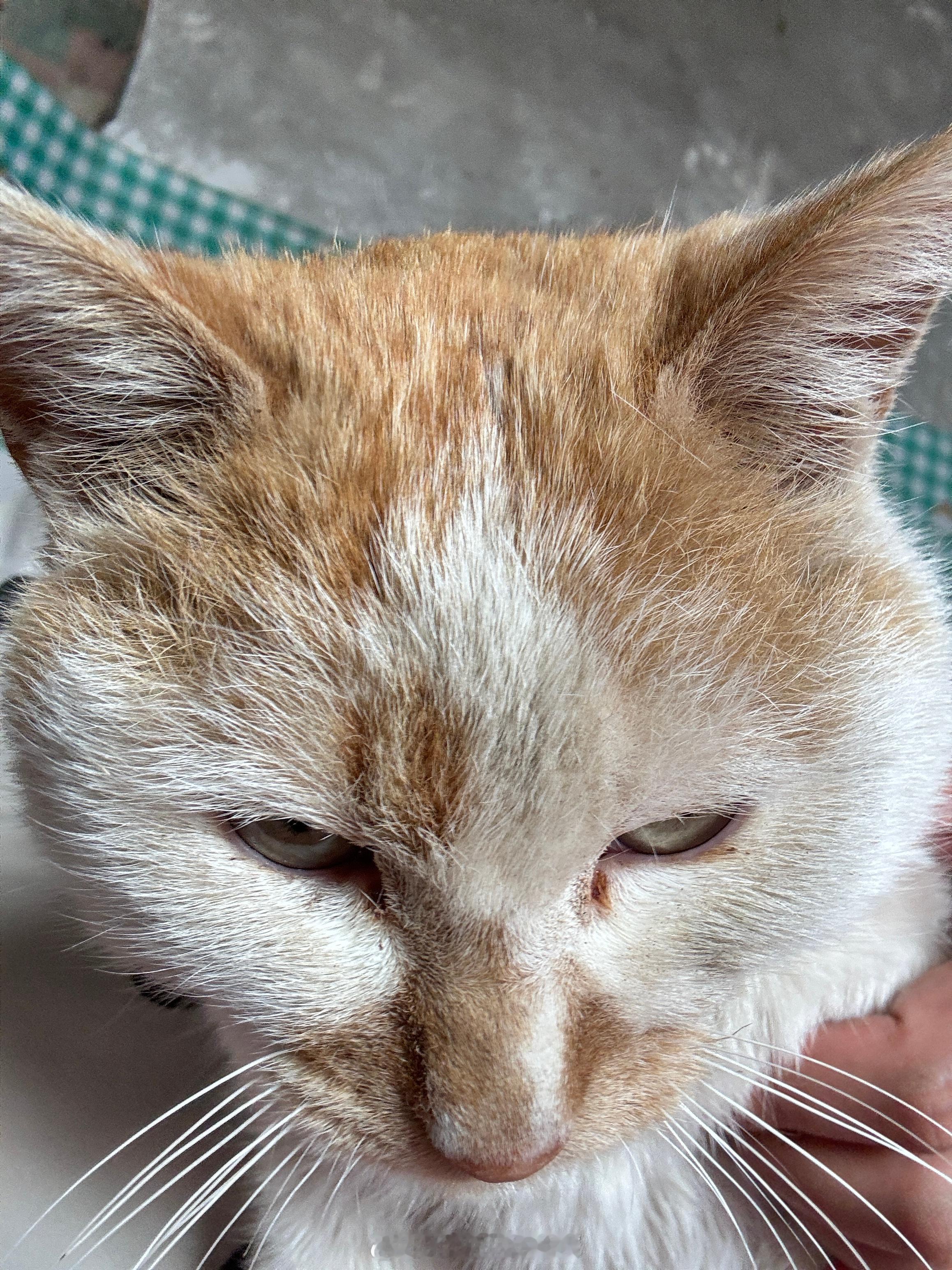 这不是小花猫，这是小脏猫的自拍🤳生活手记 ​​​
