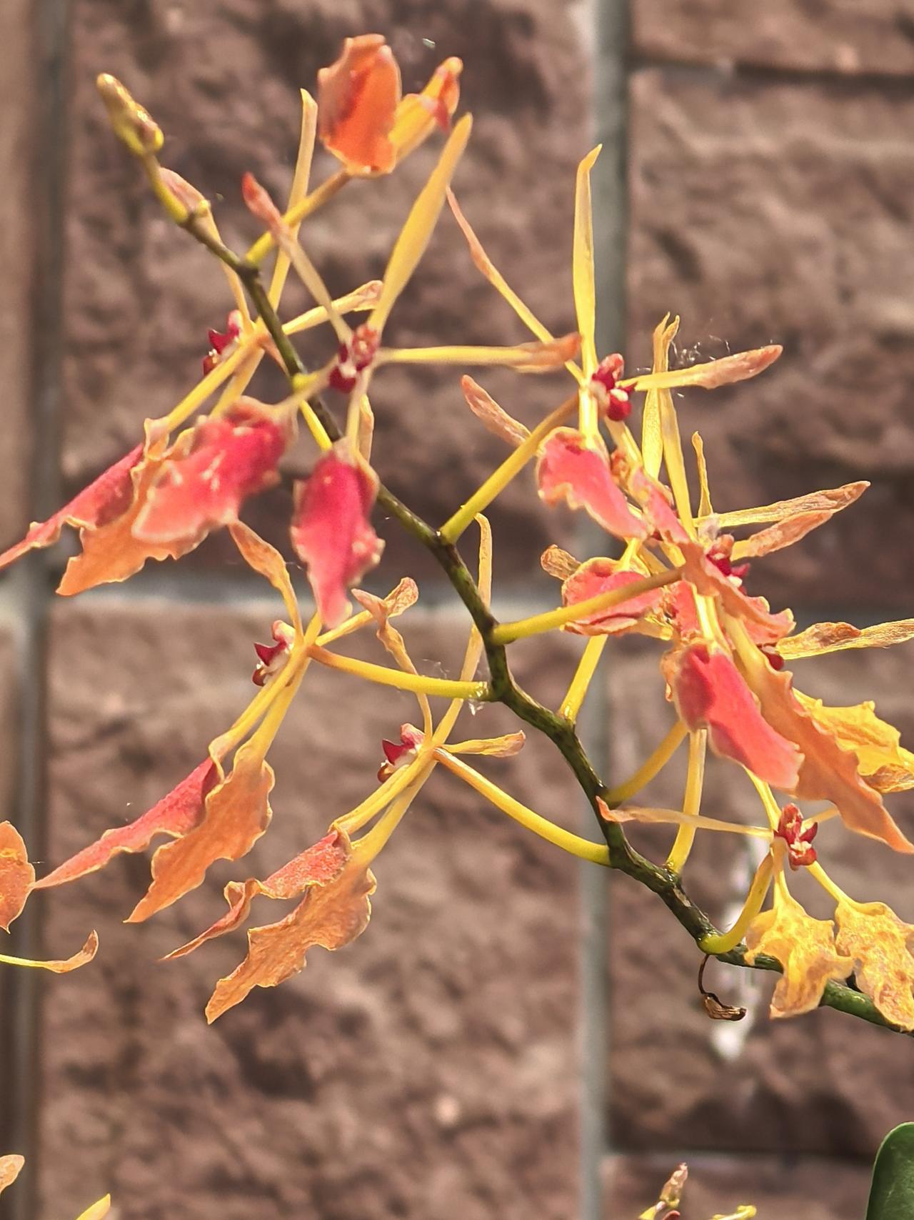 在广州兰圃，终于认识了心仪已久的 云南火焰兰，第一眼，并没有留下过于惊艳的感觉。