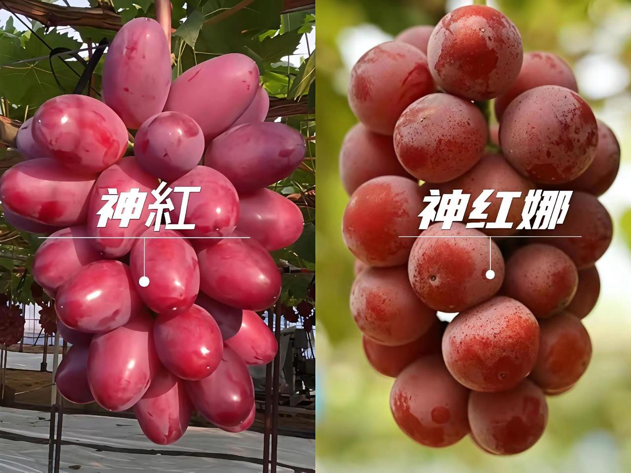 很多人会混淆这两个品种，其实神紅和神红娜是两个截然不同的品种。神紅︓是岛根县的独