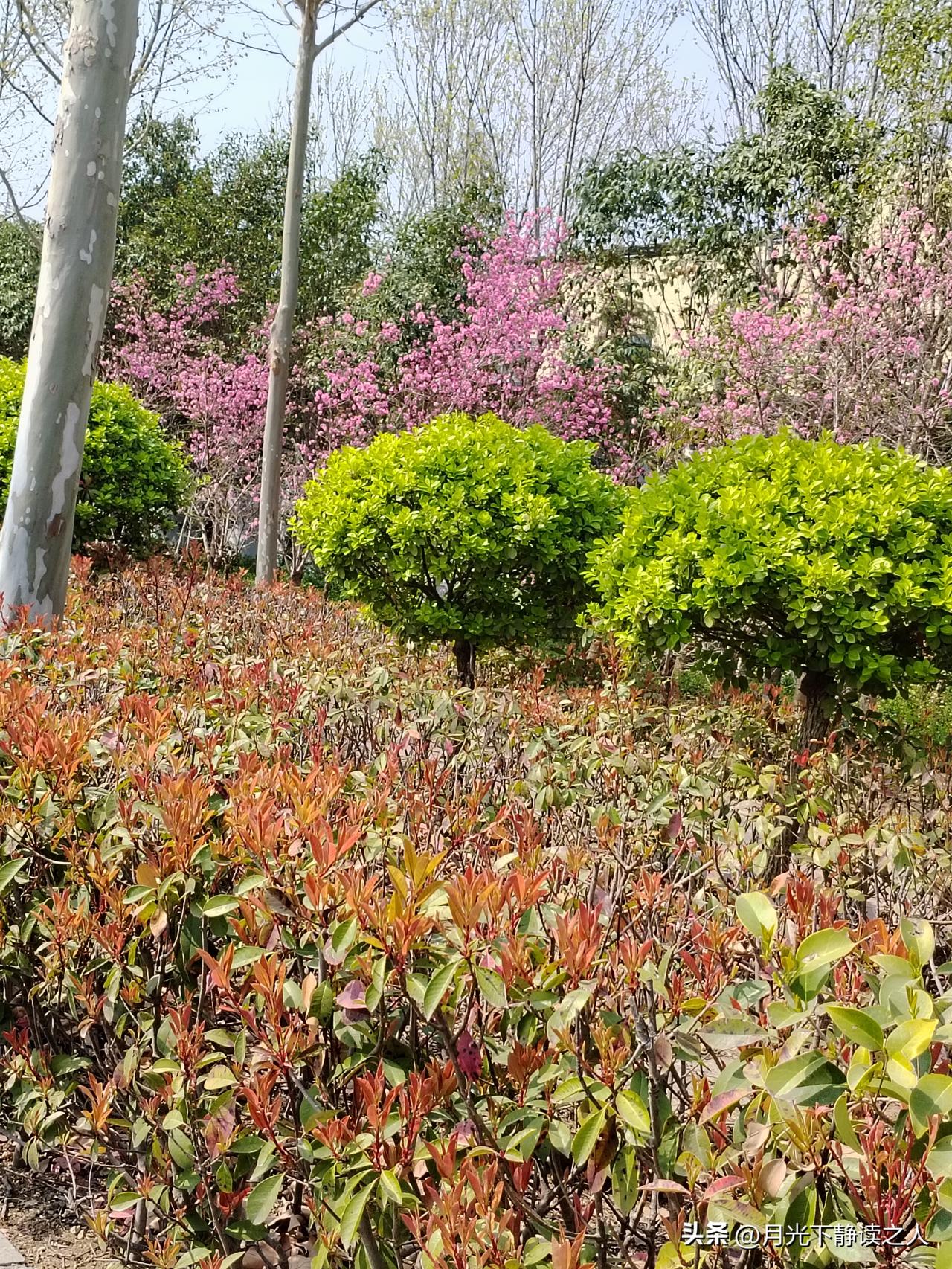 春日里的小欢喜
 
走在园子里，风里已经裹着暖融融的气息了。
 
眼前的红叶石楠