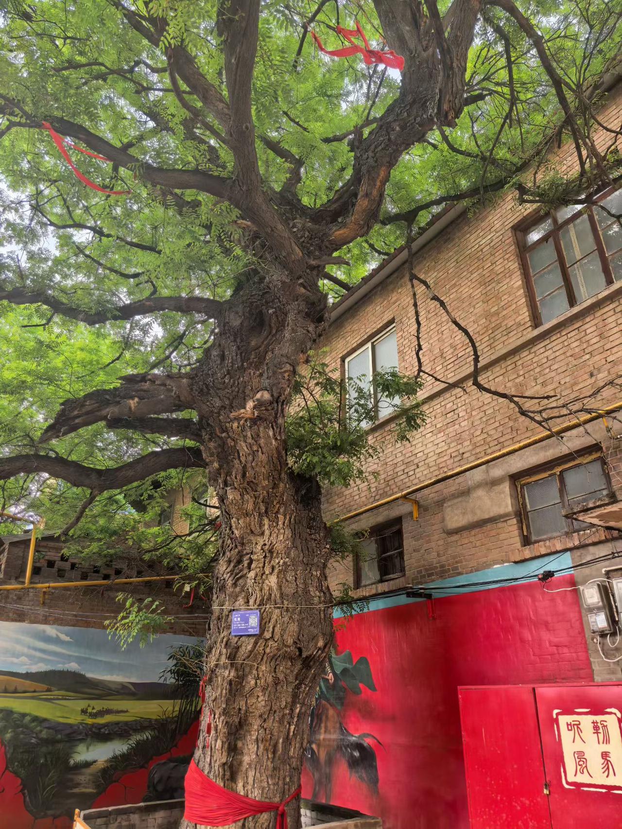 晒图笔记大赛在洛阳勒马听风街，红墙映着老槐，风里都裹着三国的余韵。当年关云长勒马