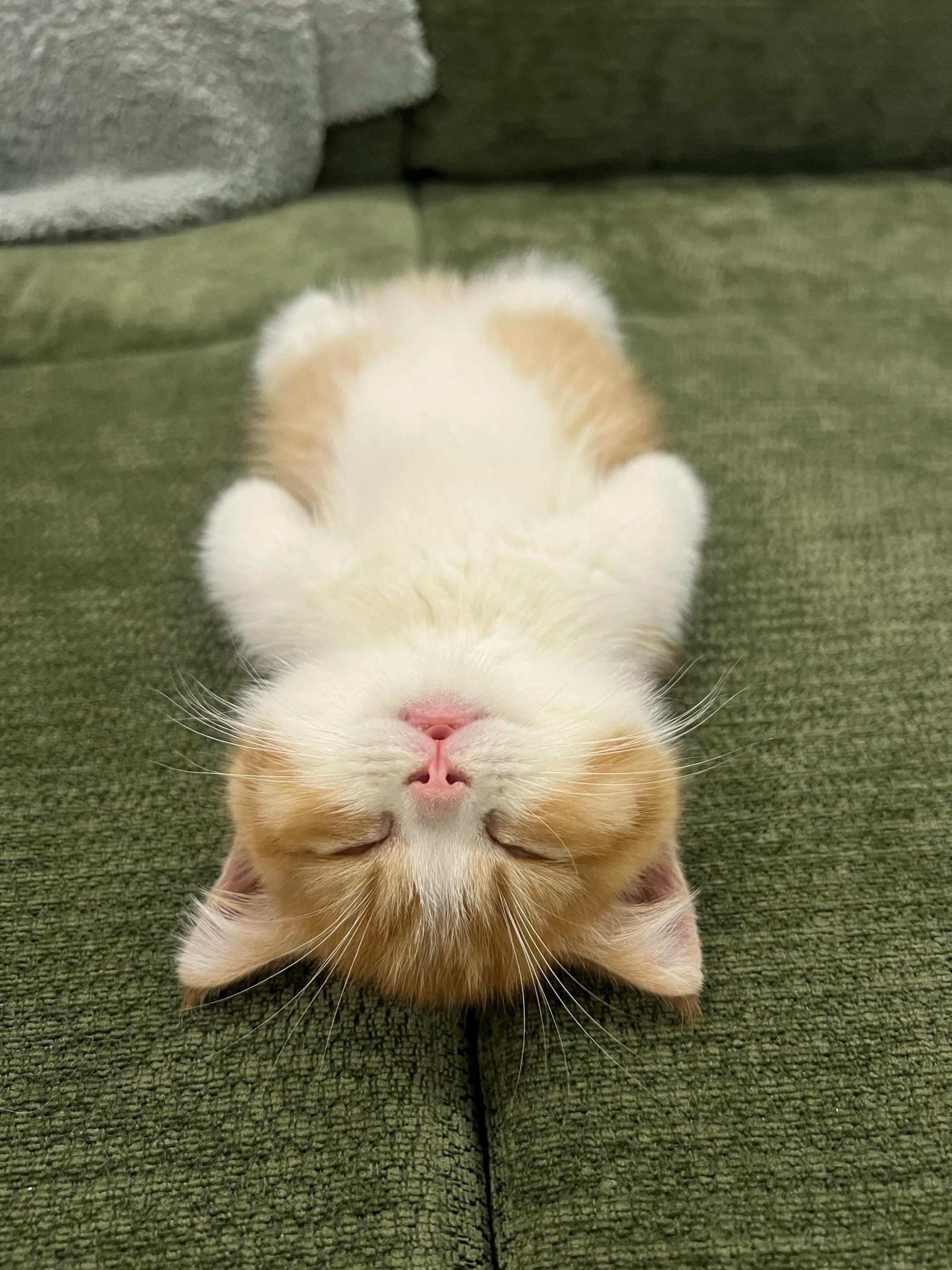 猫儿睡的真板正。