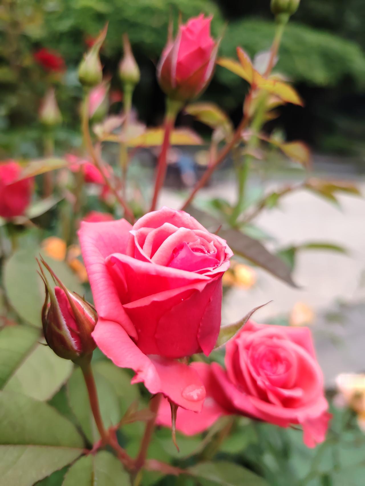 美丽的月季花