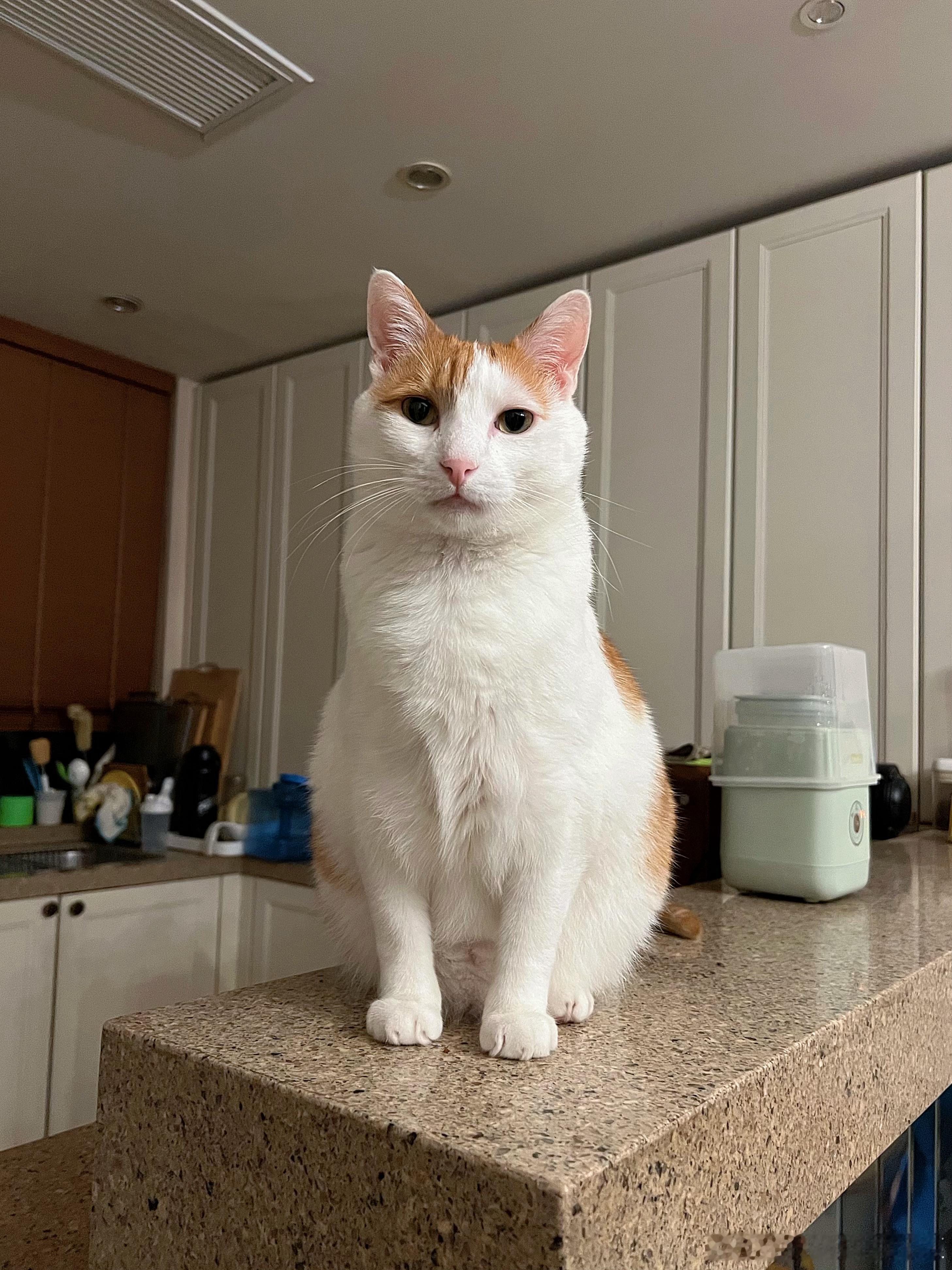 今天给俺猴画个啥大饼呢？ ​​​