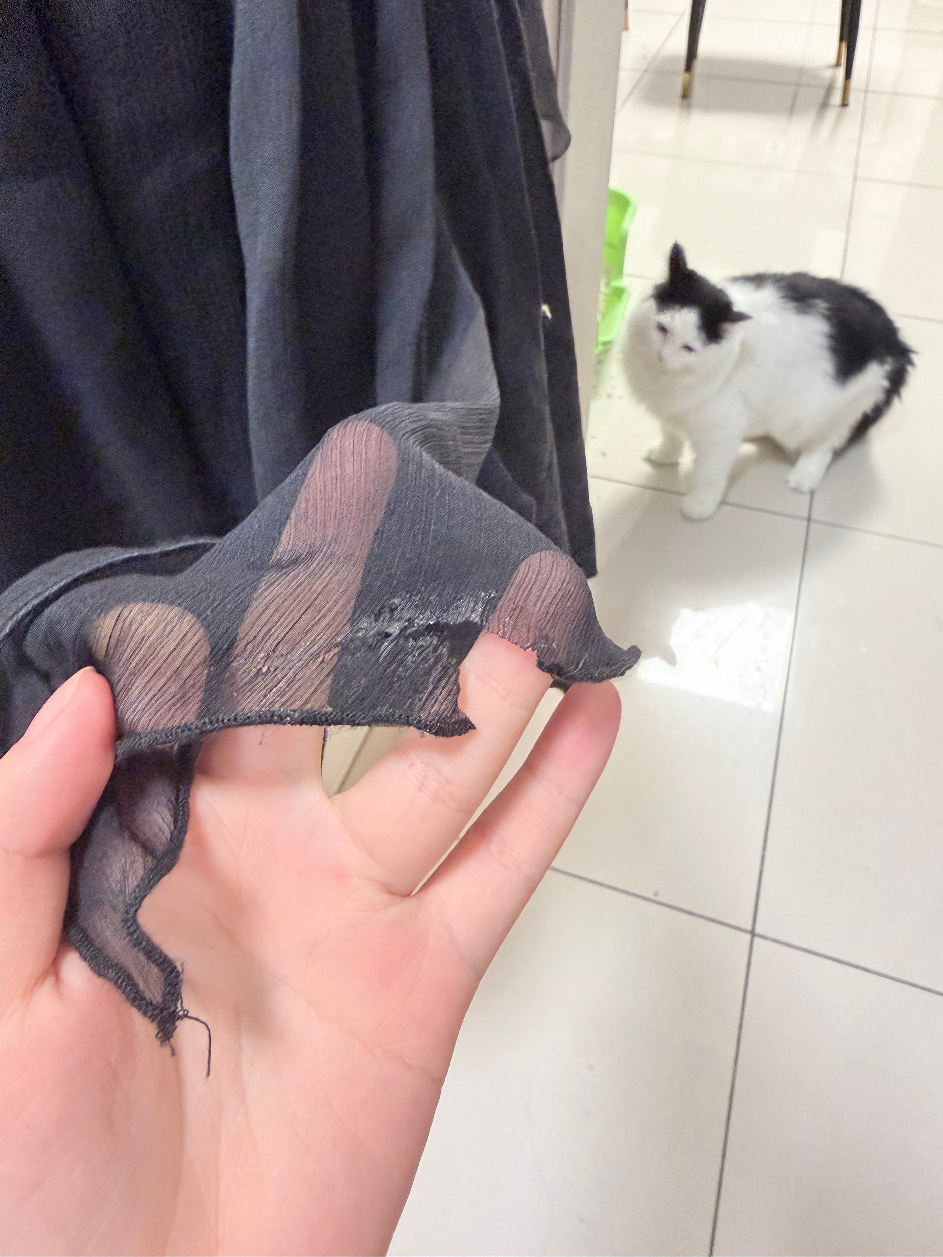 我草 气哭了神经奶牛猫有异食癖吗？给我裙子啃烂了😭 