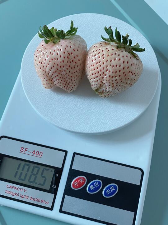 草莓季到此结束！感觉都还没有开始怎么回事