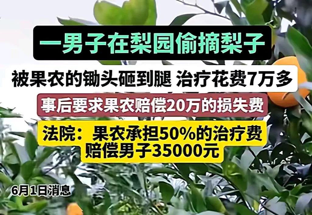 广西这起偷梨者被果农不小心砸伤脚，果农却法院被判赔3.5万，理由是果农防卫过当，