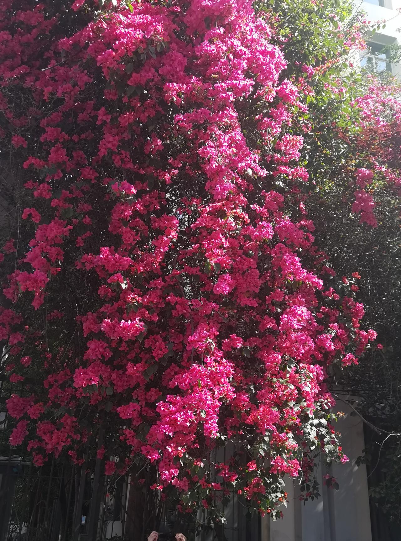 三角梅，太美了[赞][玫瑰][彩虹]

我喜欢三角梅，印象最深的是前几年冬季，我