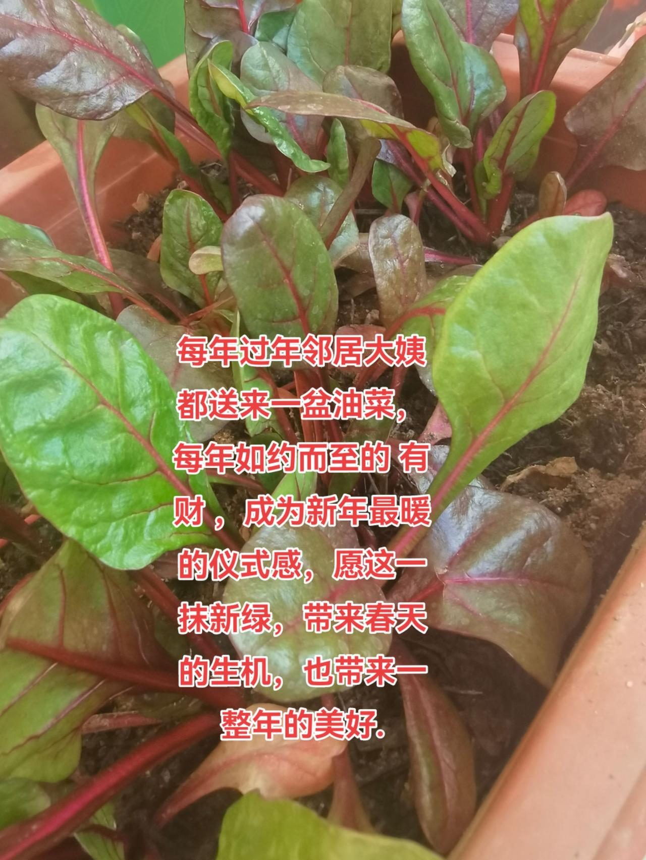 一花一草一世界