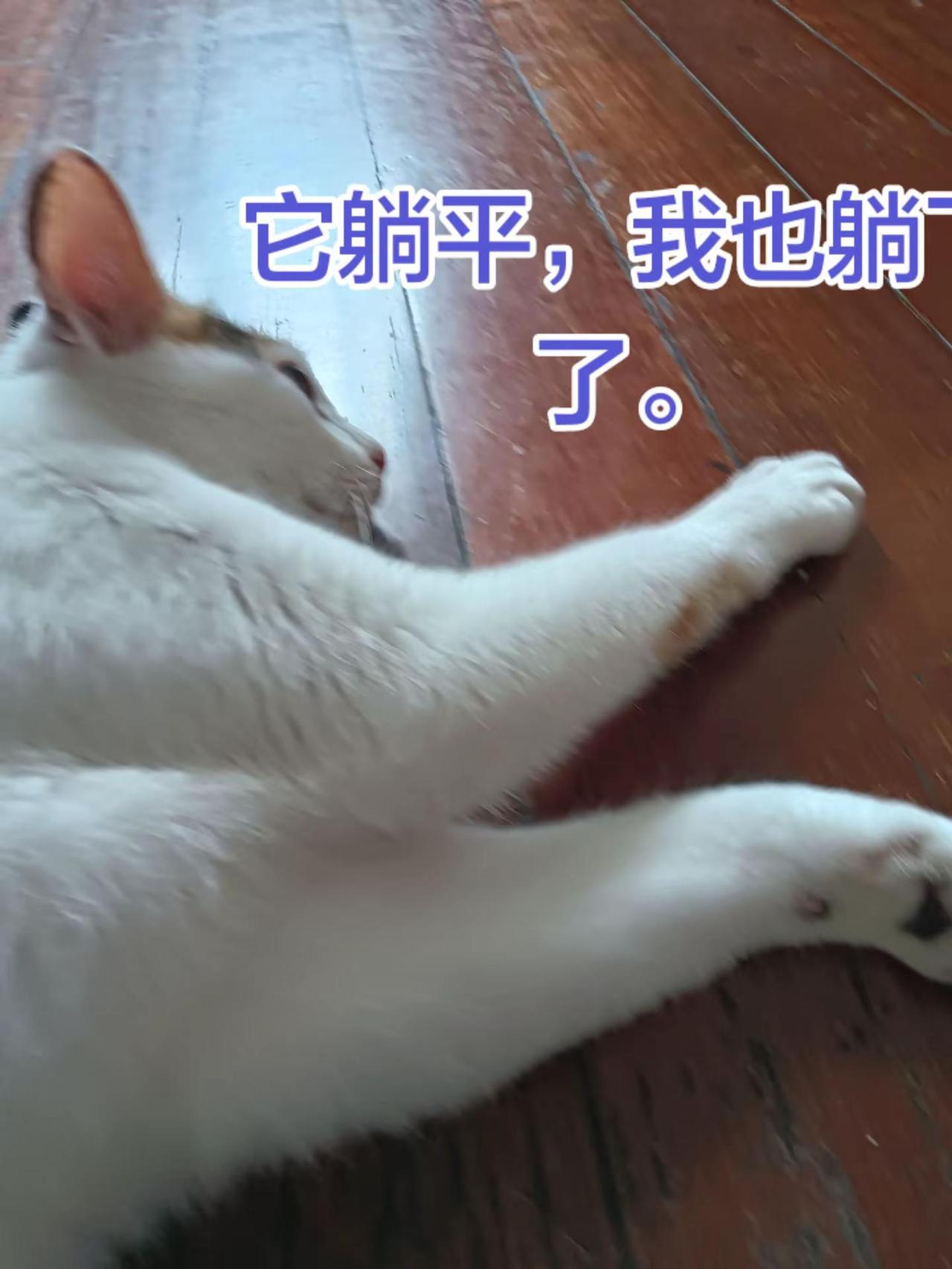 生而为人，我愿意做一只猫。