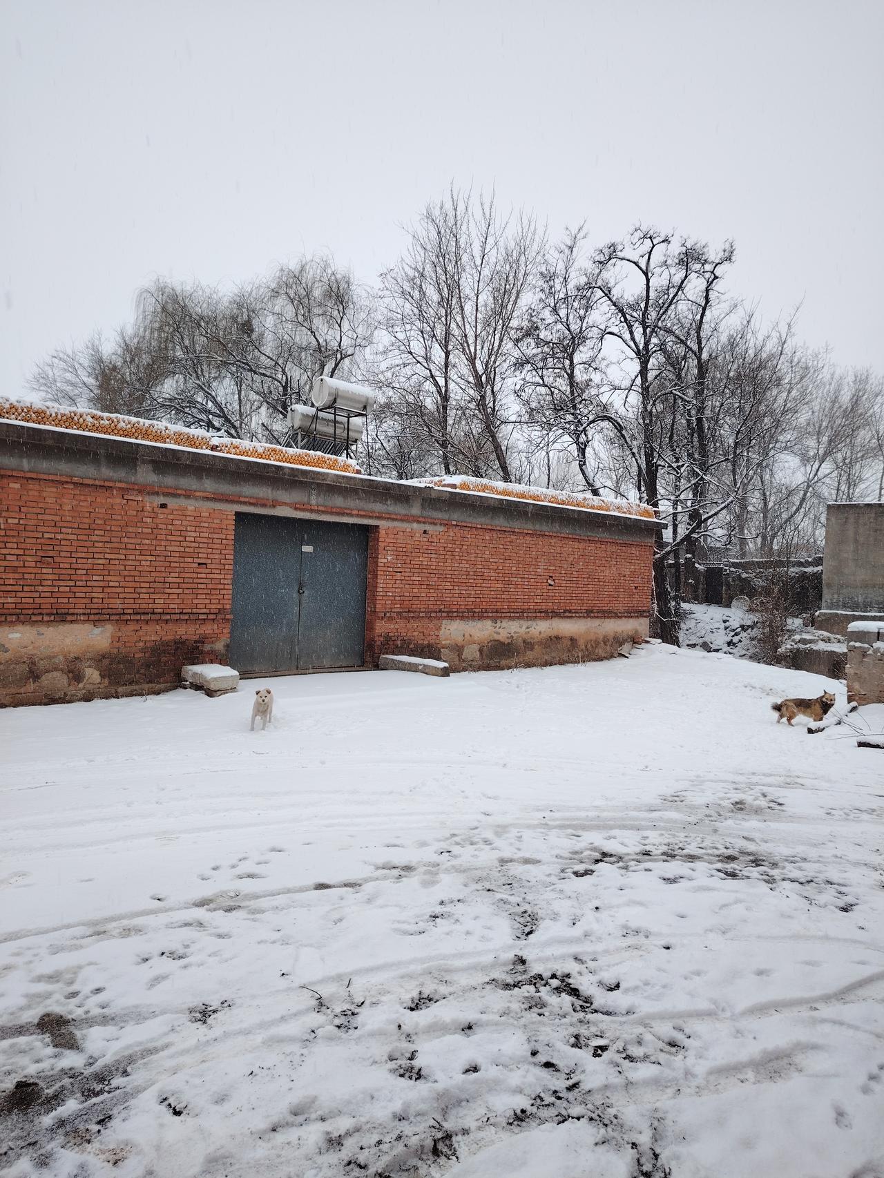 晒图笔记大赛 冬日雪景，静谧乡村，岁月静好。