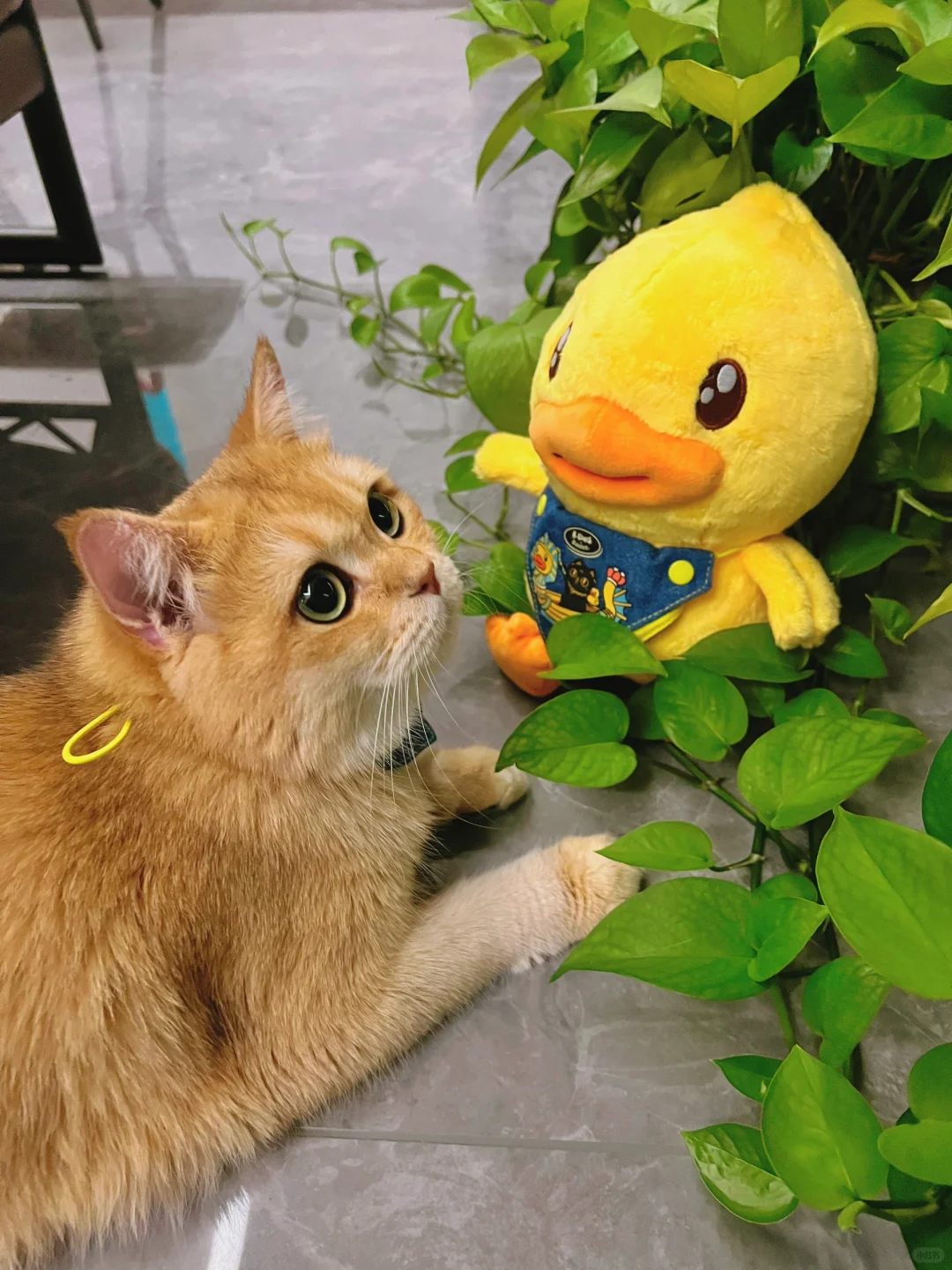 ✨🐾 喵界新贵驾到！古埃及法老喵来啦～👑🐱