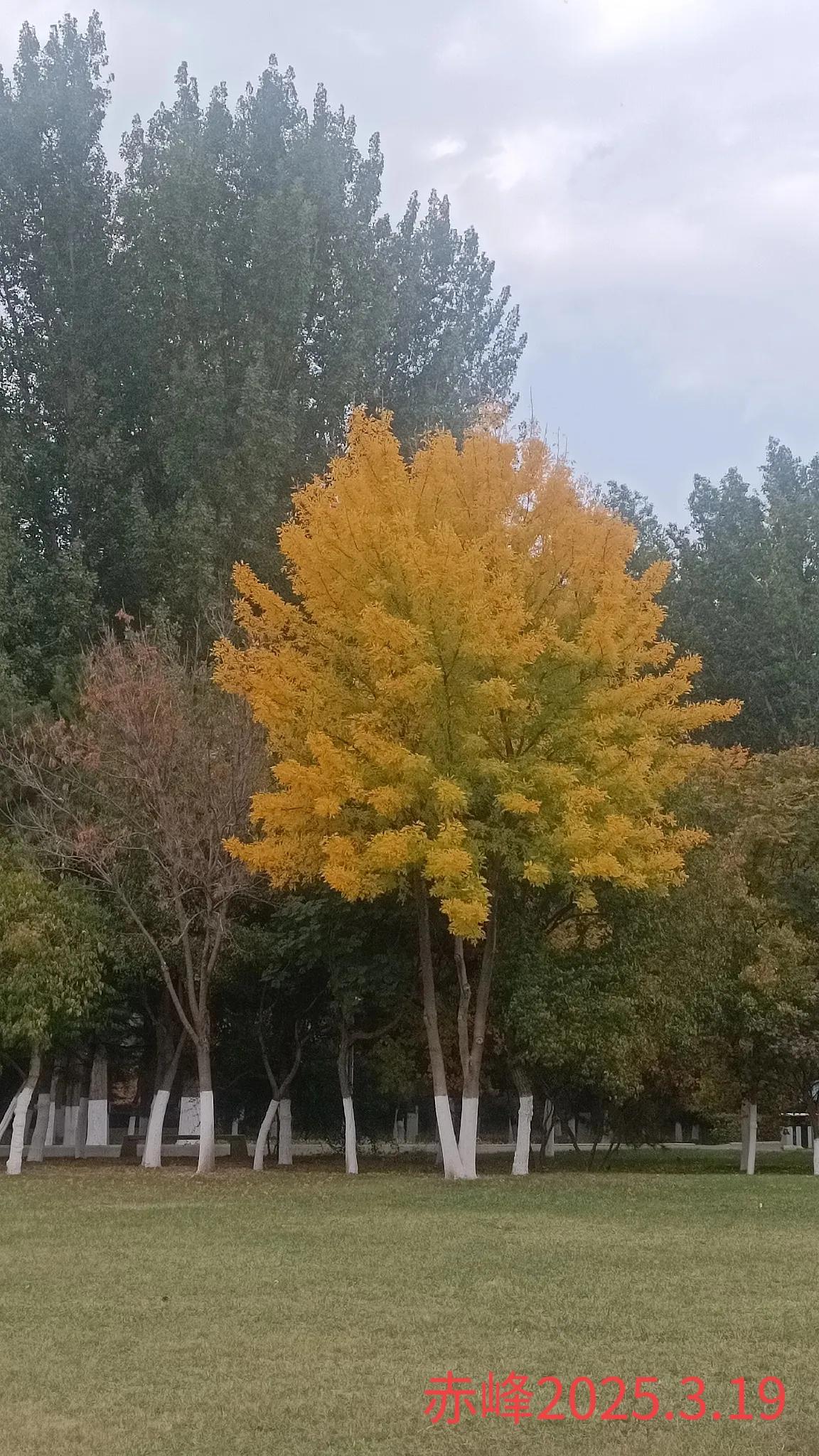 可以分享一张秋景树叶的照片吗随手一拍，深秋的树叶。