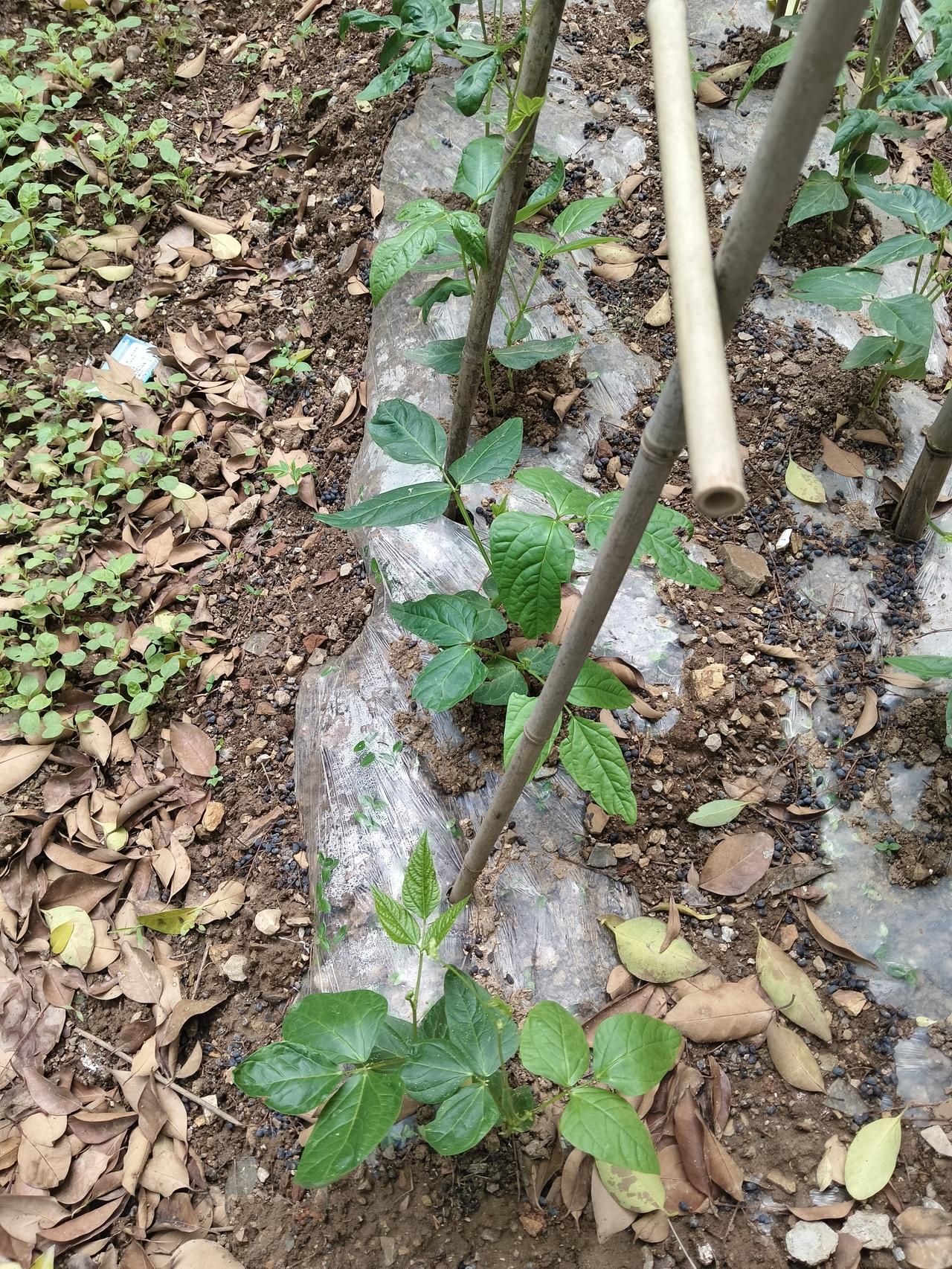 时不时有个小惊喜，和种花一样，只不过这个更实惠一点罢了。