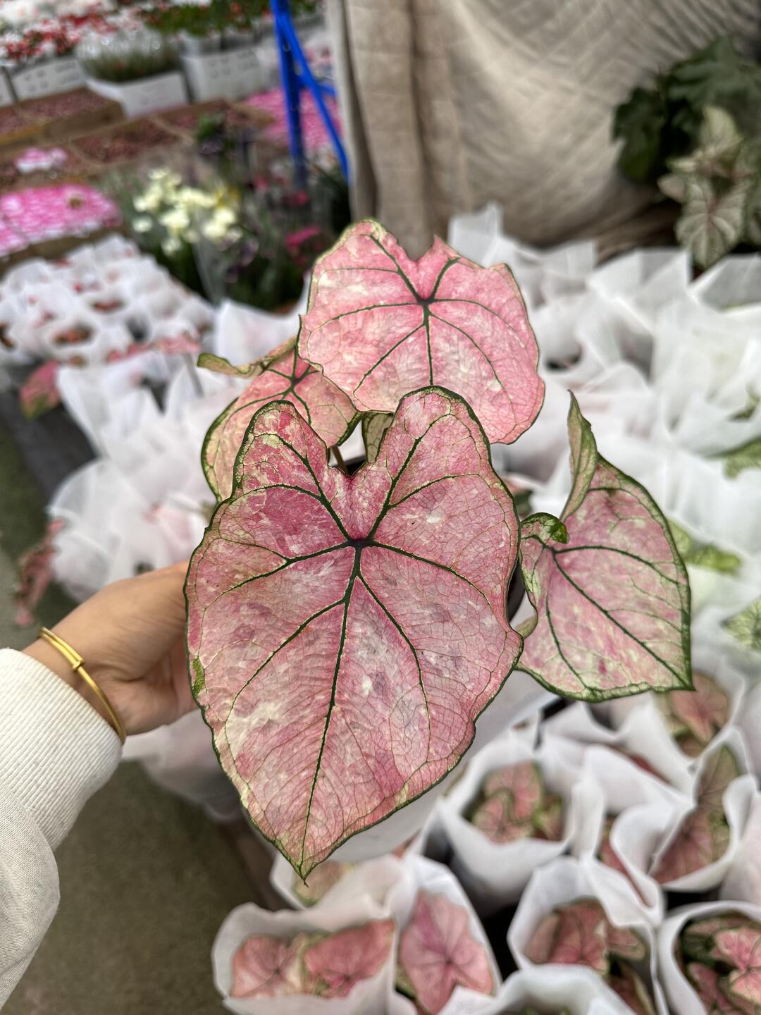 彩叶芋