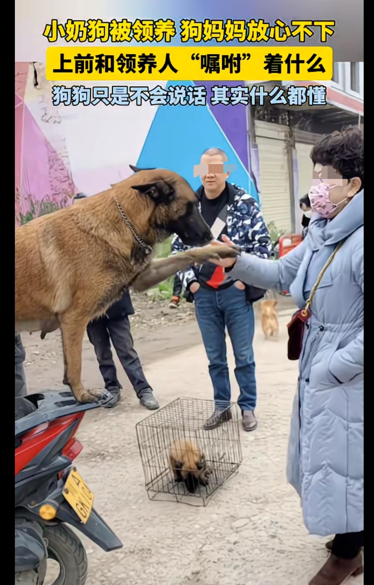 狗娃娃被卖了，狗妈妈含泪和收养人握手，仿佛在嘱咐她，要照顾好自己的孩子。

原来