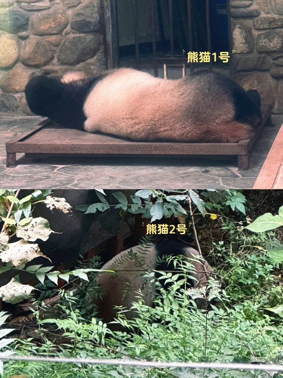 陕西有个熊猫谷，听到熊猫谷这个词儿，脑子里出现的大概是是一群憨态可掬的黑白团子，