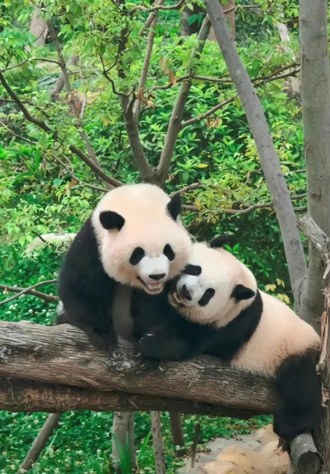大家磕CP居然磕到了熊猫界！
这就是青梅竹马，一起长大的美好！这就是大家喜欢“良
