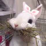 糖绒绒爱谈美女