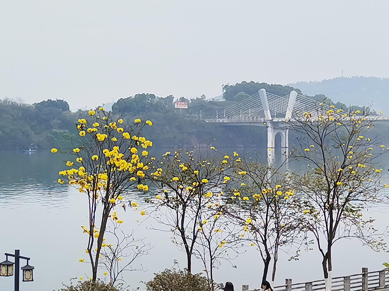 江花朵朵映江城！这里是合川南城滨江路！