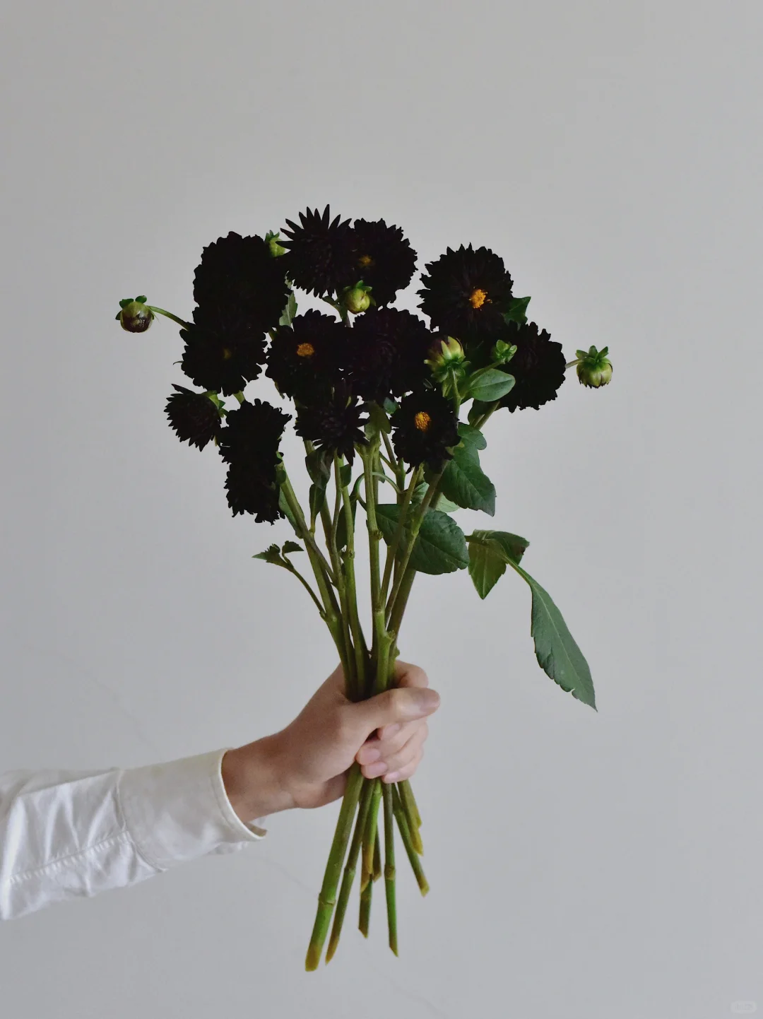 大丽花·黑巧克力