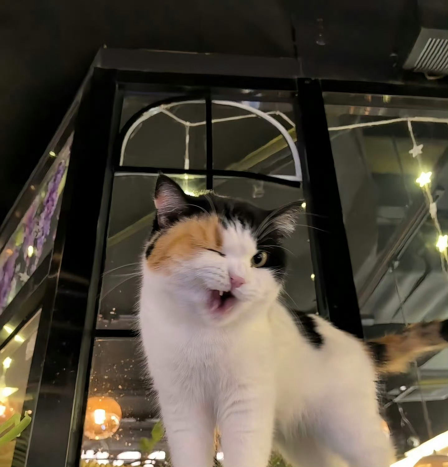 猫猫wink～ 