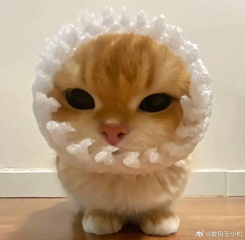 原来软柿子在人群里这么明显谁在说我，对我的名字就叫软柿子