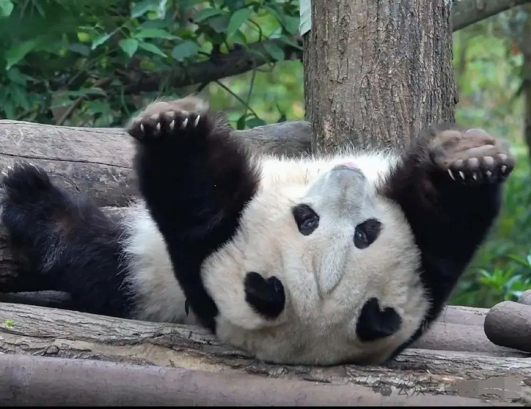 大熊猫的睡姿，大概是这个世界上最能治愈人心的“行为艺术”。它们用肉嘟嘟的身体，演