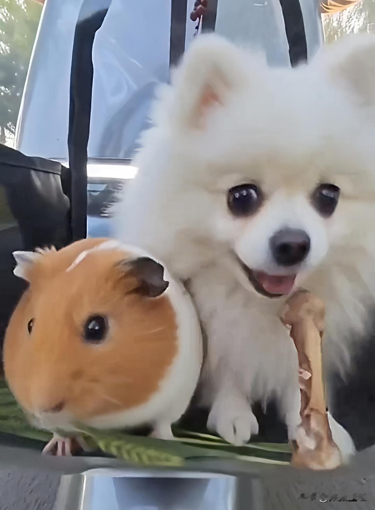 建议因地制宜，东北三省实行铅酸电池旧规。因为锂电池技术不成熟，不耐低温。所以你来