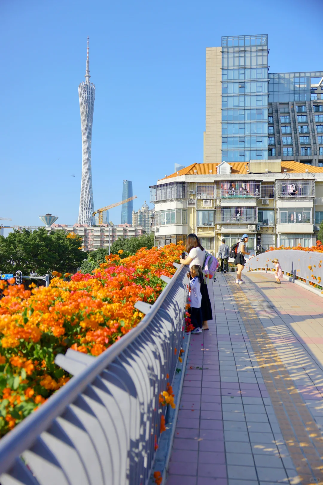 这座天桥的七彩瀑布三角梅开好啦☺️（11/7）