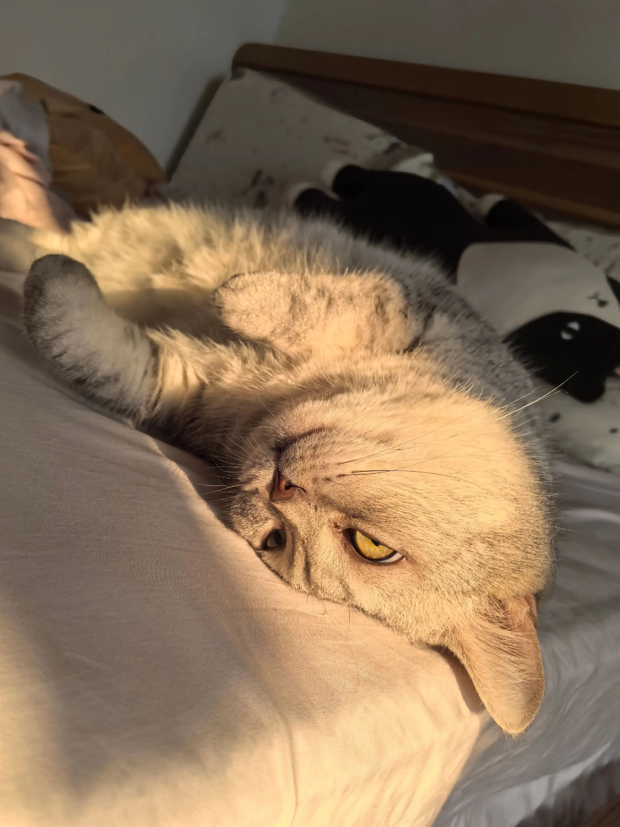 好巴适。🐈