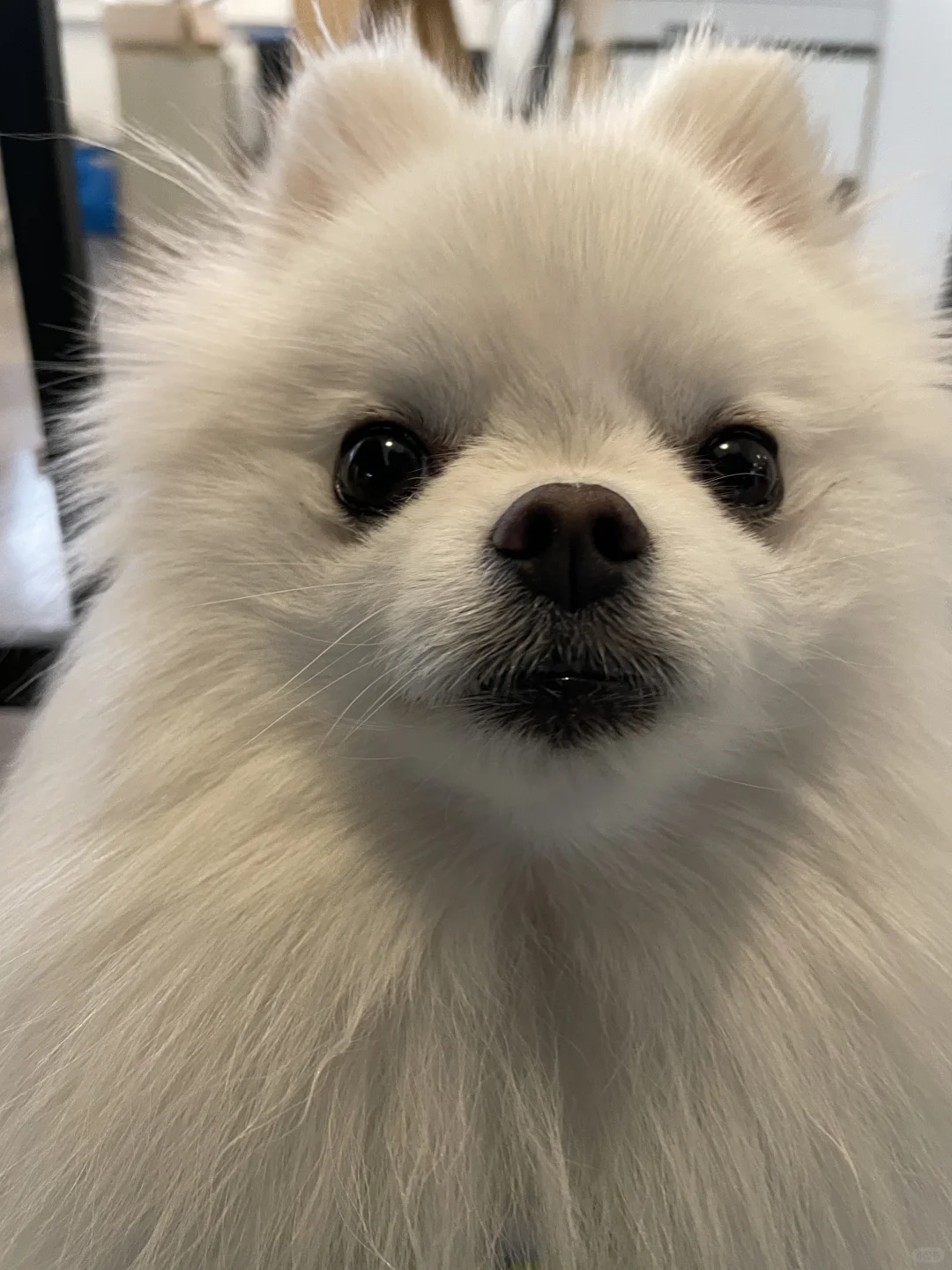 人，照片是本狗，满意你看到的吗