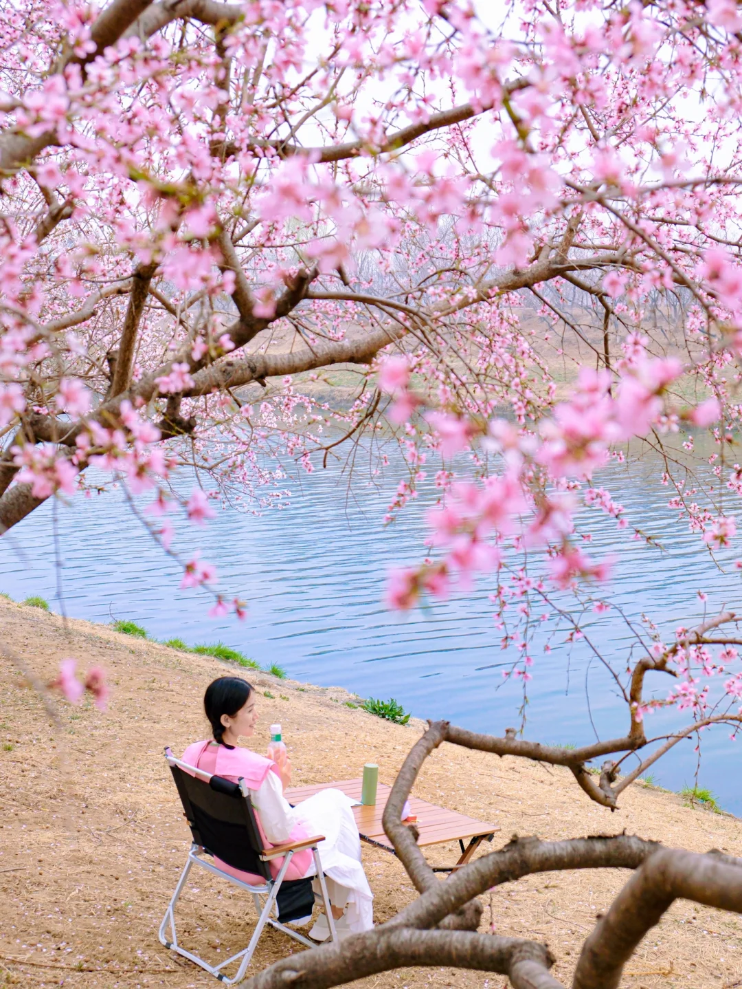 3.27实拍📷水边免费赏花🌸露营地❗️开车直达
