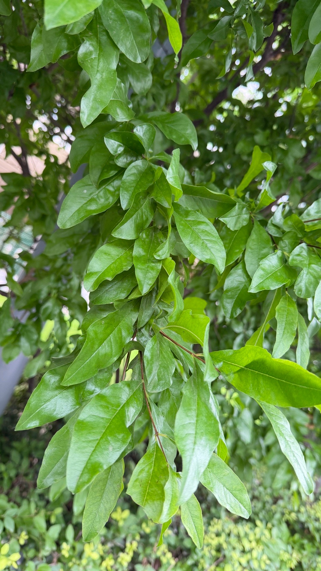 绿绿的对我眼睛很友好