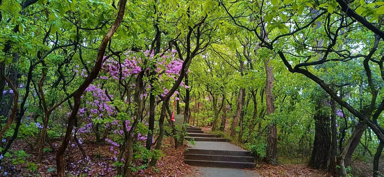 山径春行——《生活浅吟》之八十三
越是清幽的去处，越是美丽无限，比如沿着落满山花
