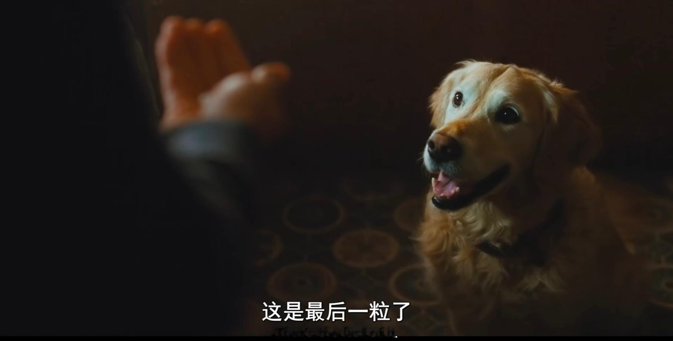 还是我太阴暗了...以为他们被困在家里没有粮食要下药把金毛吃了原来是金毛有病得吃