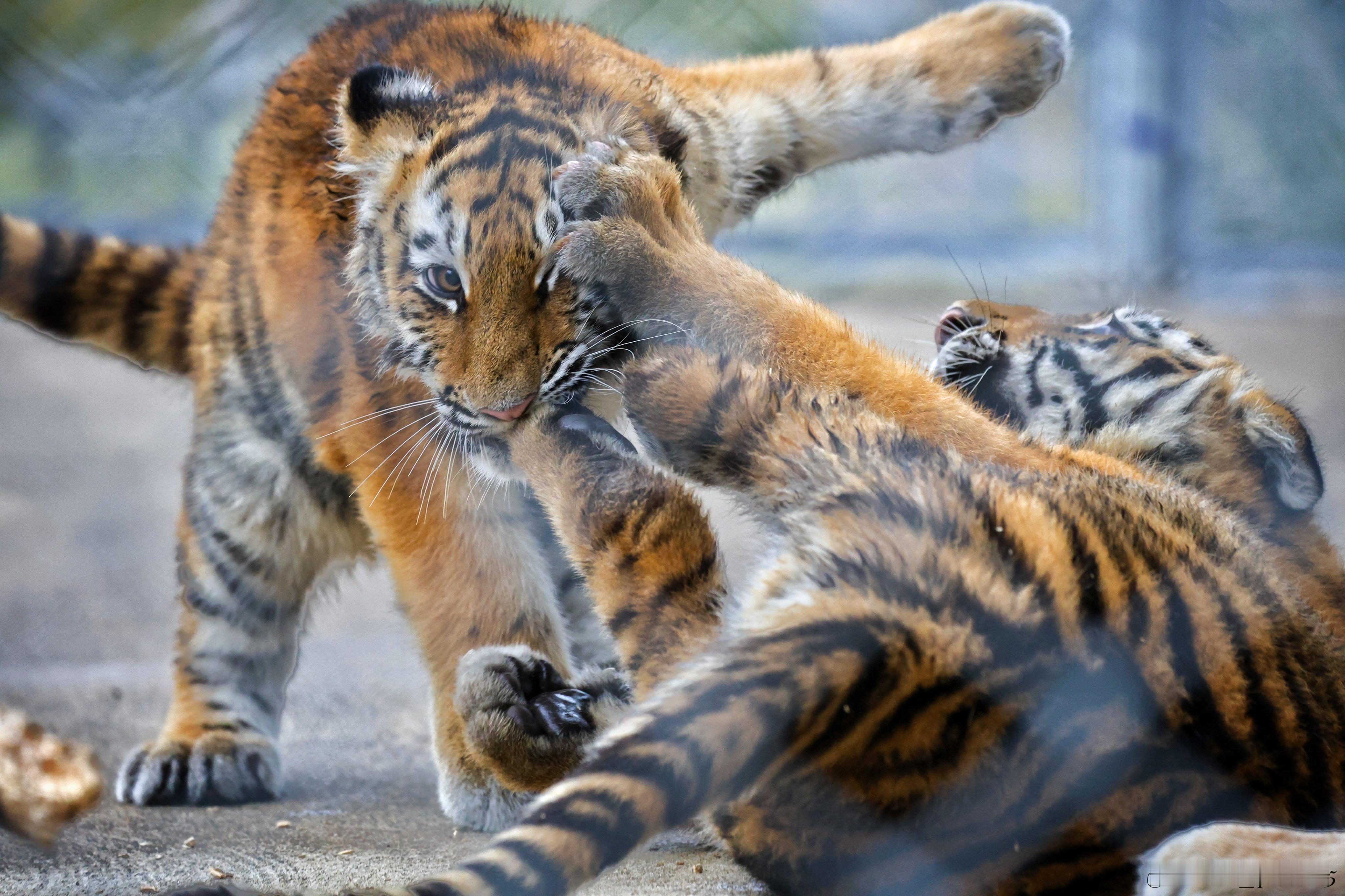 老虎 猫宁~坐山观虎斗【推：tomato_photo15】 