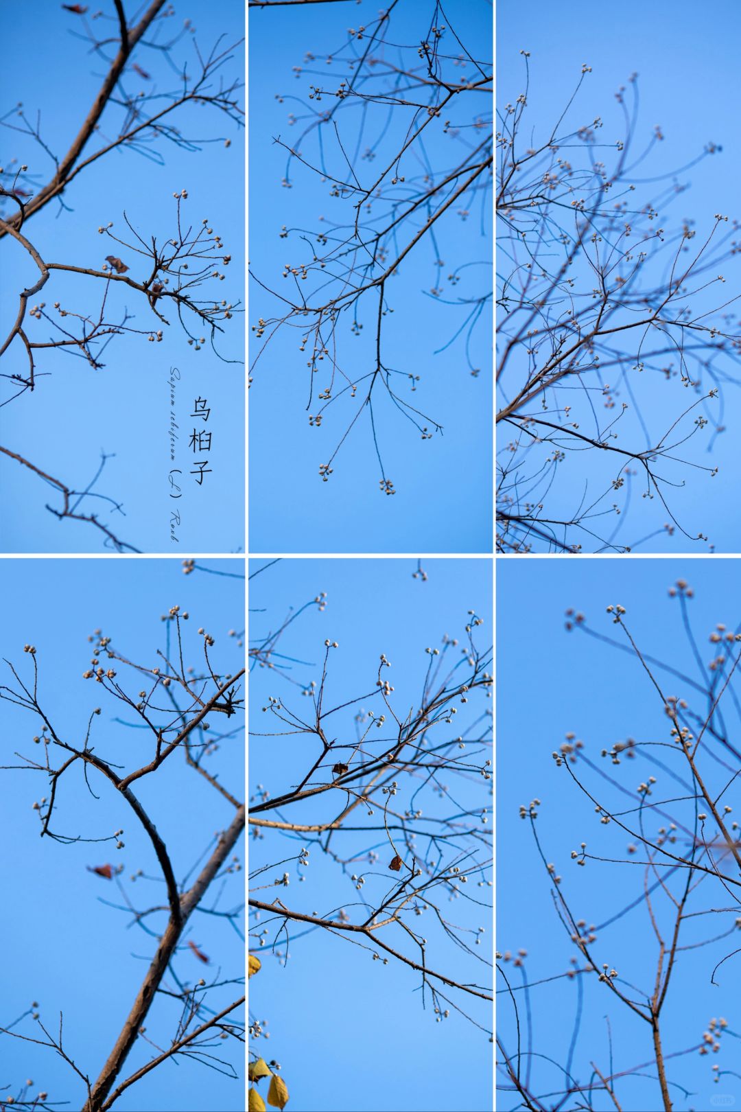 冬天的第一枝“白梅”|乌桕子